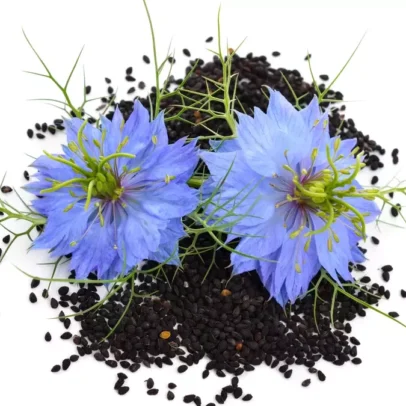 Nigella sativa